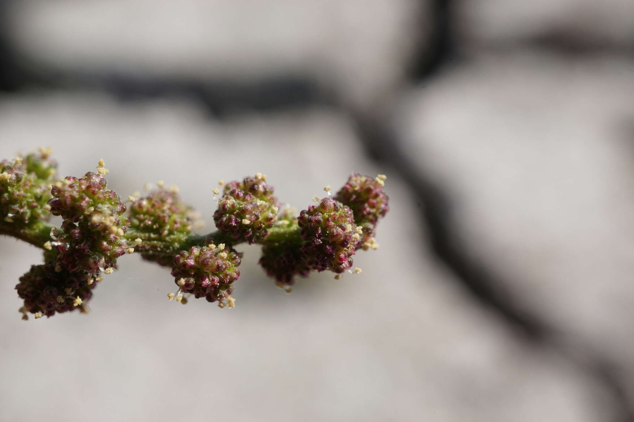 Image of Low Goosefoot