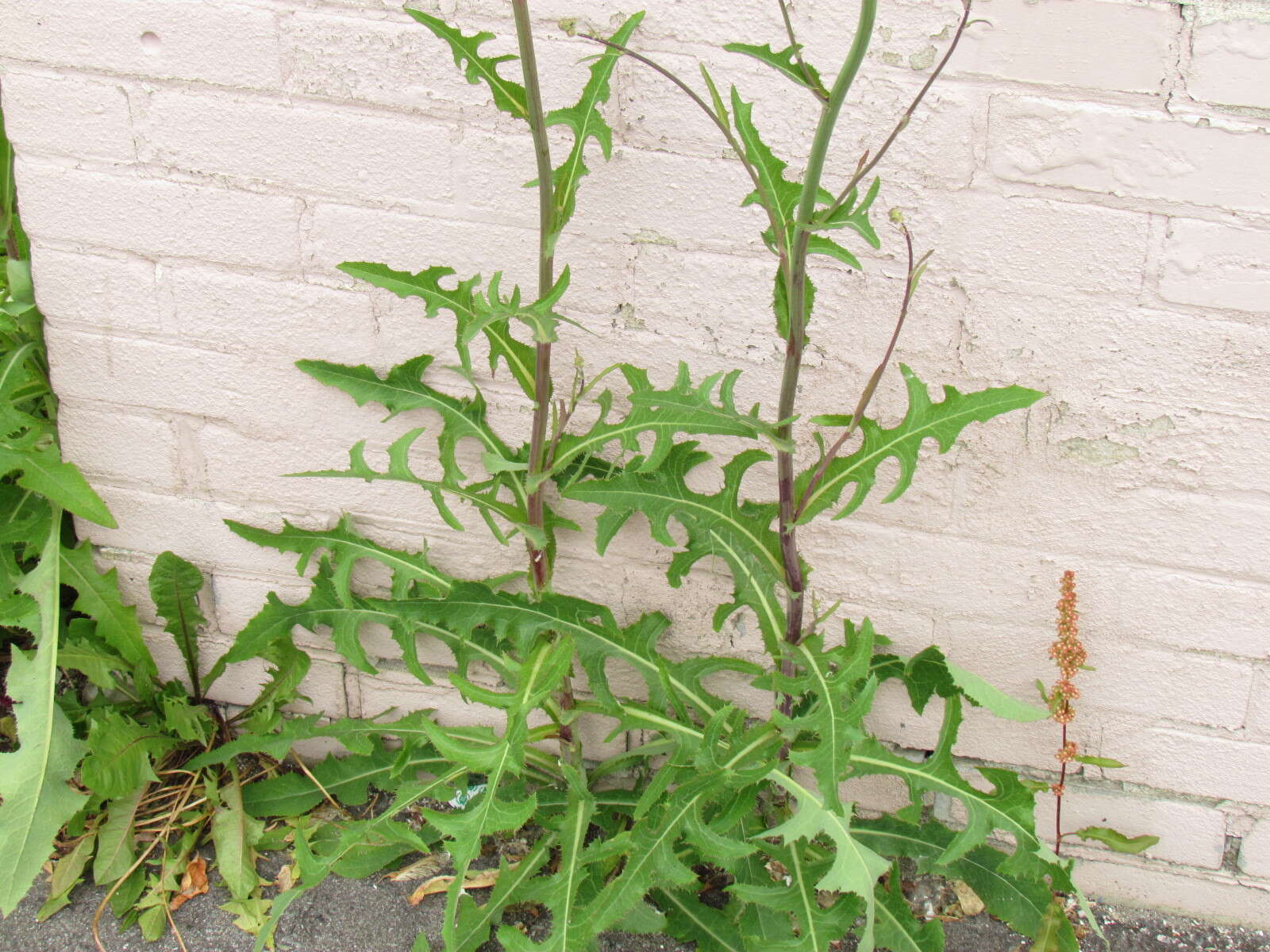 Plancia ëd Sonchus arvensis L.