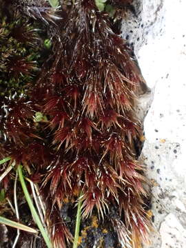 Image of orthothecium moss