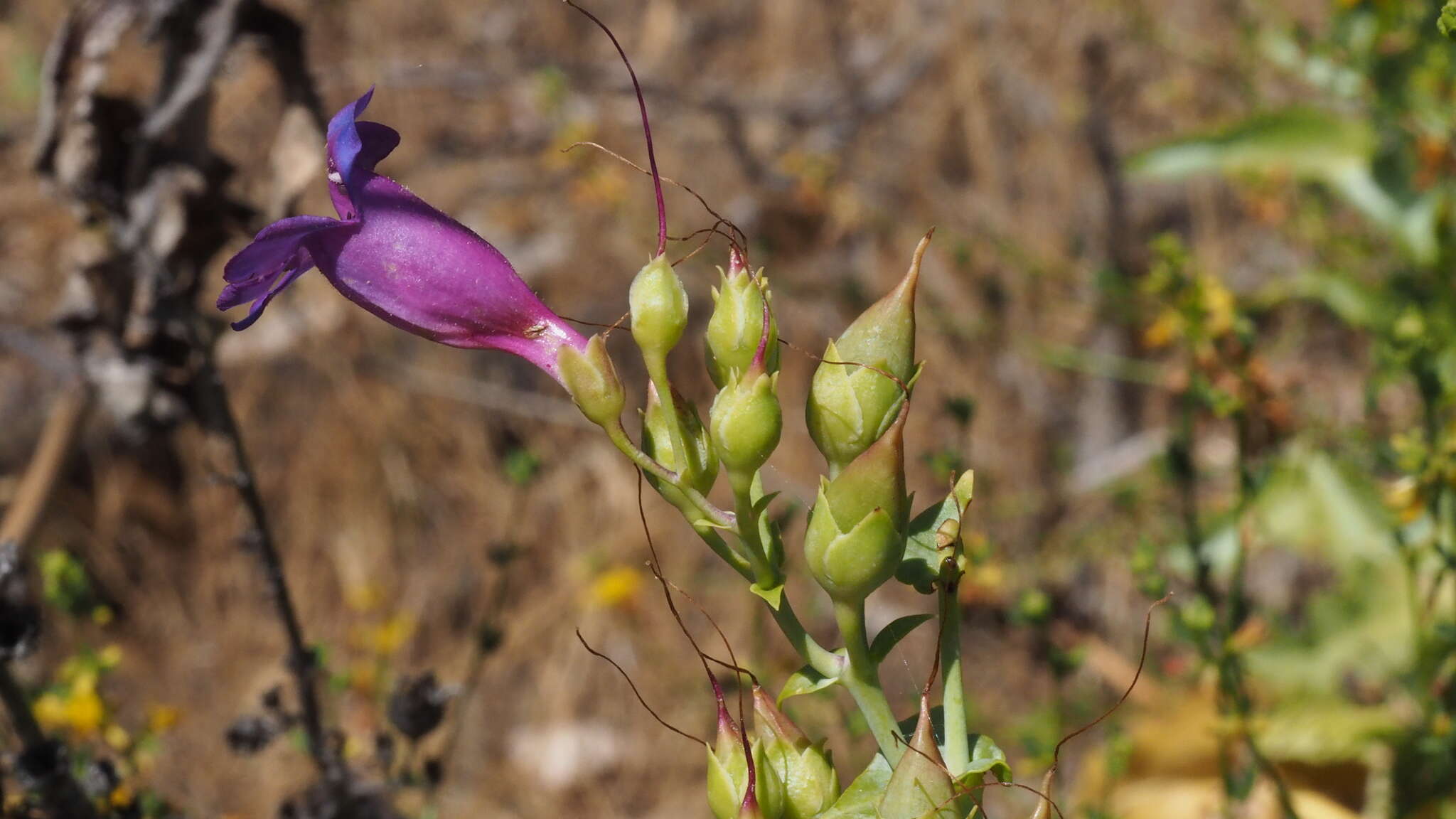 Image of Penstemon spectabilis var. spectabilis