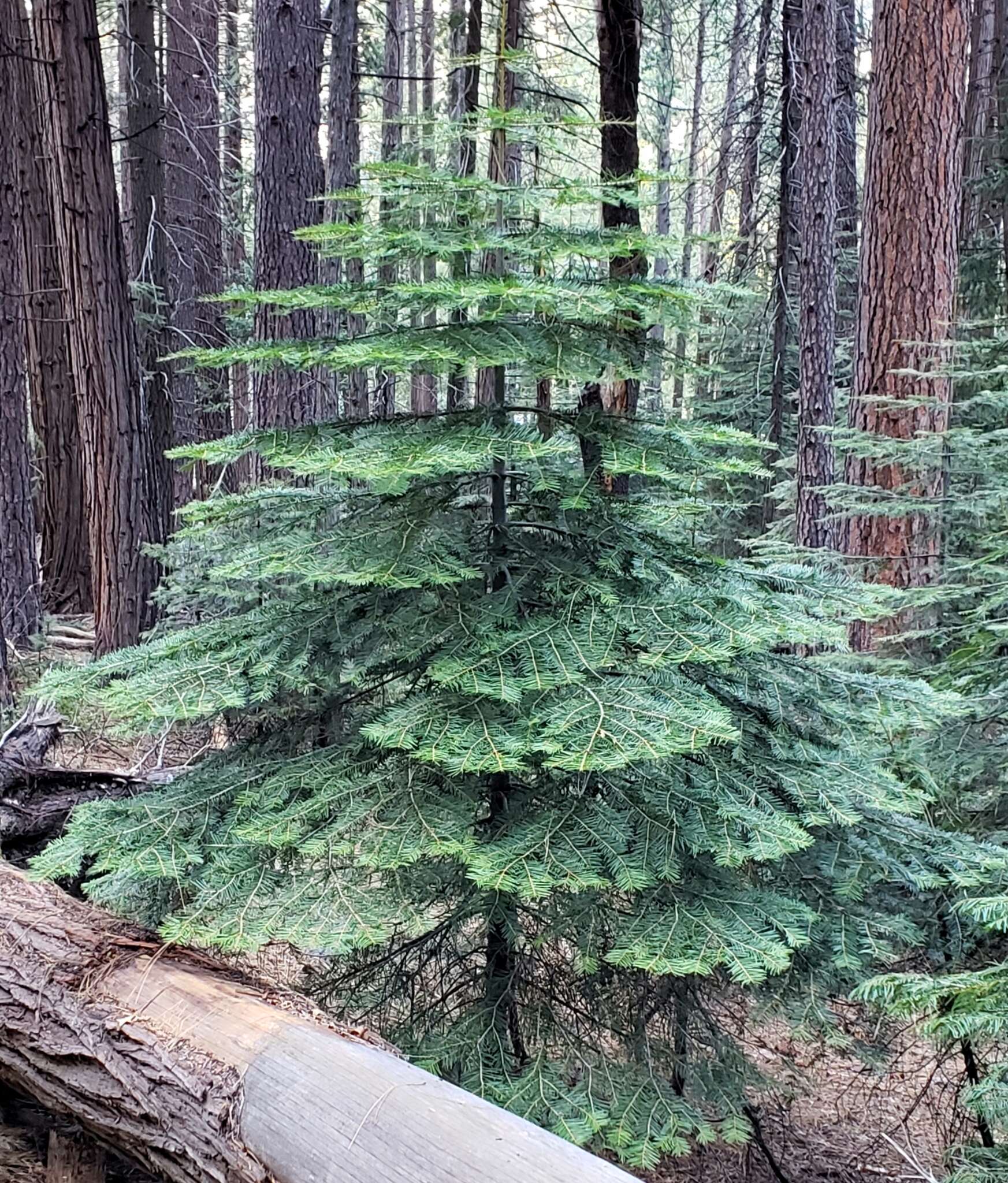 Image of white fir