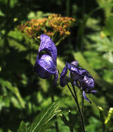 Sivun Aconitum columbianum subsp. columbianum kuva