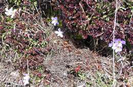 Image of Primula deuteronana Craib