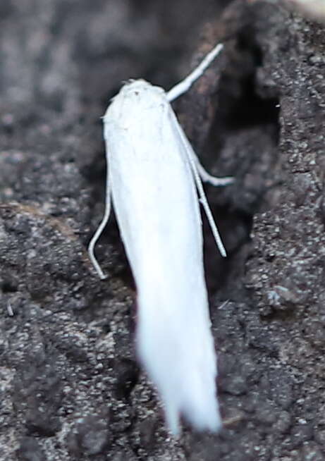 Image of Elachista argentella Clerck