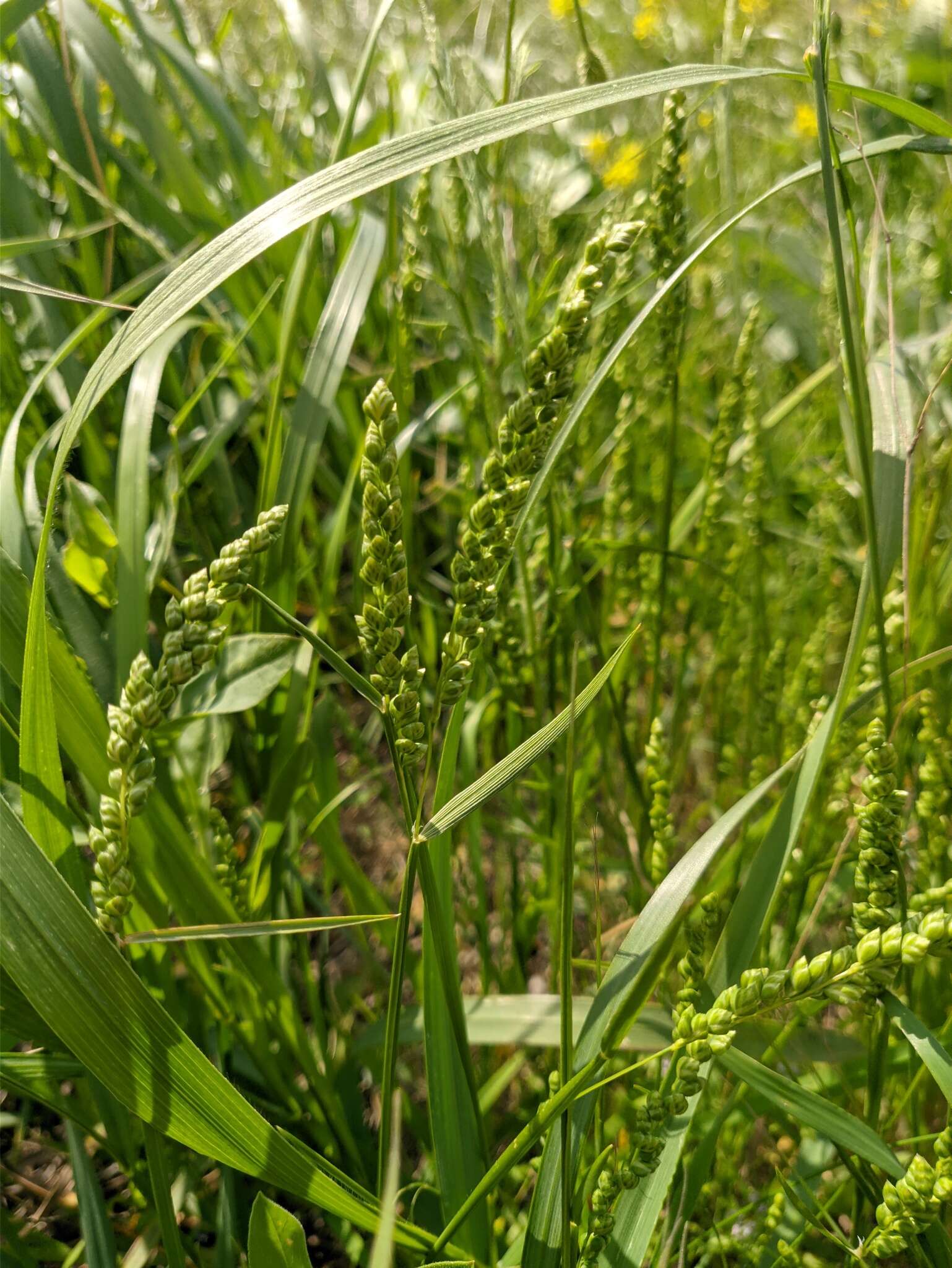 Image of quakinggrass