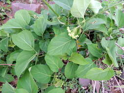 Image of Marsdenia volubilis (L. fil.) Cooke