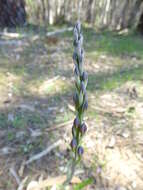 Image of Giant sun orchid