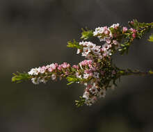 Thryptomene calycina (Lindley) Stapf resmi