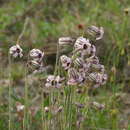 Plancia ëd Silene violascens (Tolm.) V. V. Petrovsky & Elven