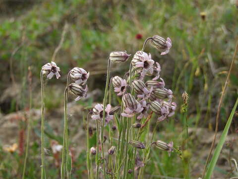 Plancia ëd Silene violascens (Tolm.) V. V. Petrovsky & Elven