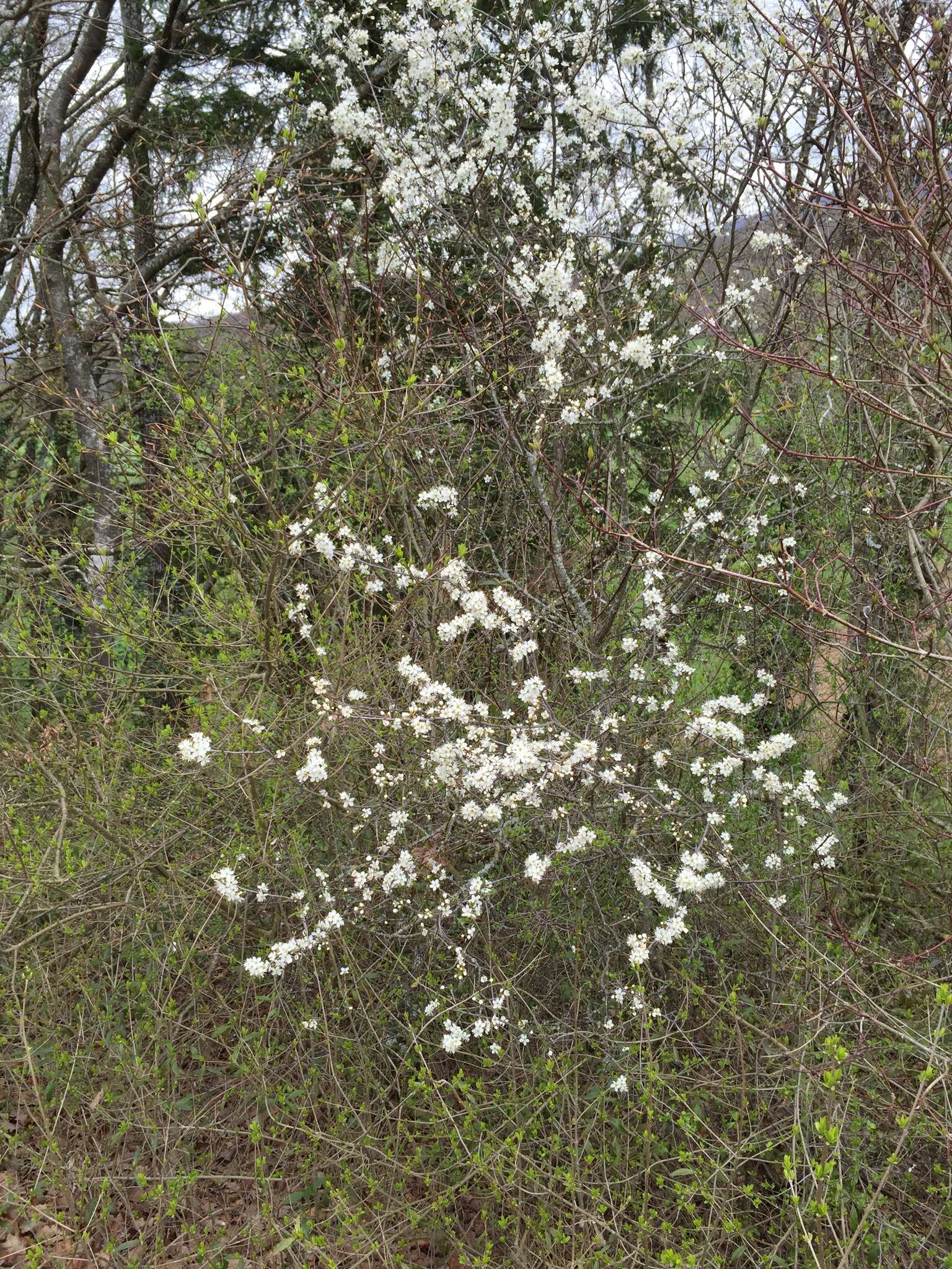 Image of Blackthorn