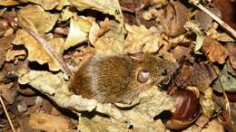 Image of Cape Spiny Mouse
