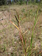Image of jaraguagrass