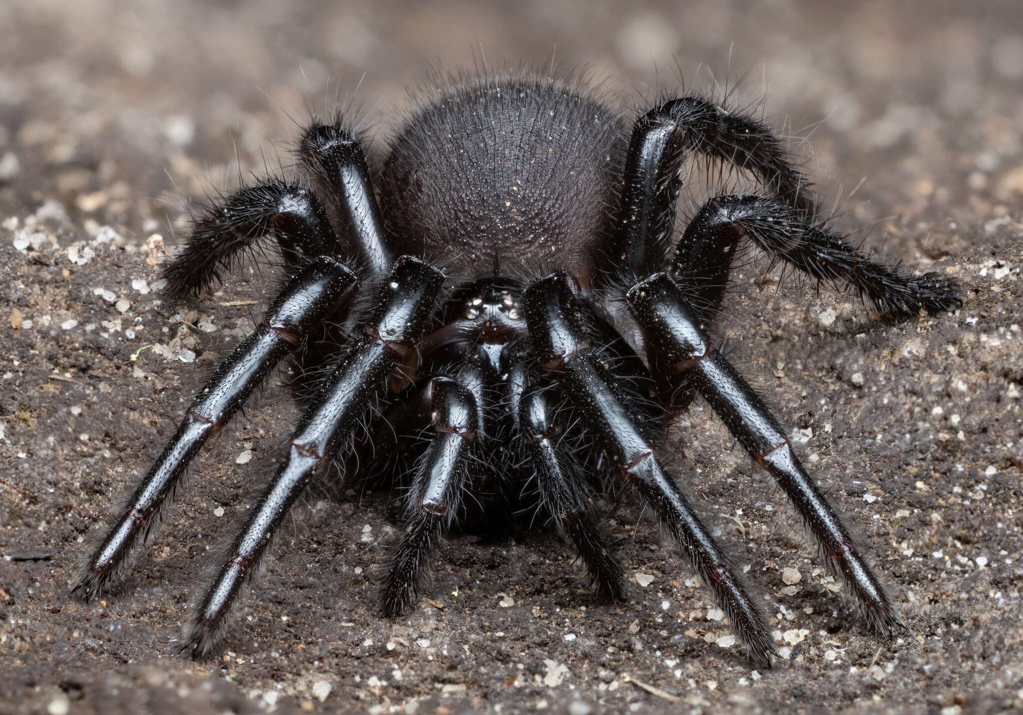 Image of Atrax robustus O. Pickard-Cambridge 1877