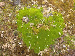 Image of Arenaria dicranoides Kunth