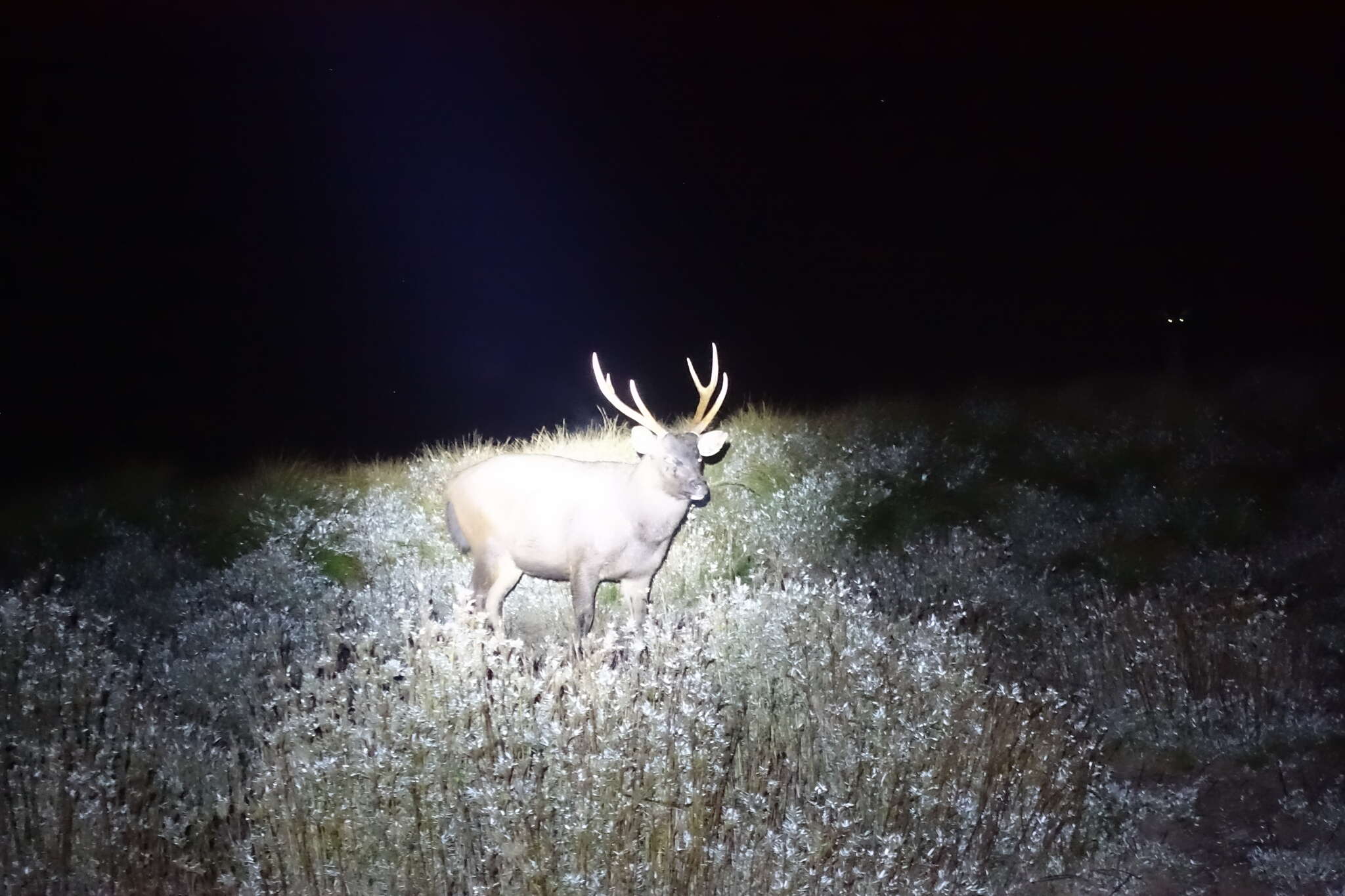 Image of Formosan sambar deer