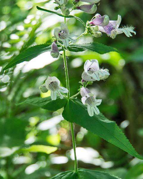 Penstemon smallii Heller resmi