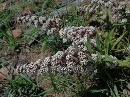 Image of Crassula capitella subsp. thyrsiflora (Thunb.) Tölken