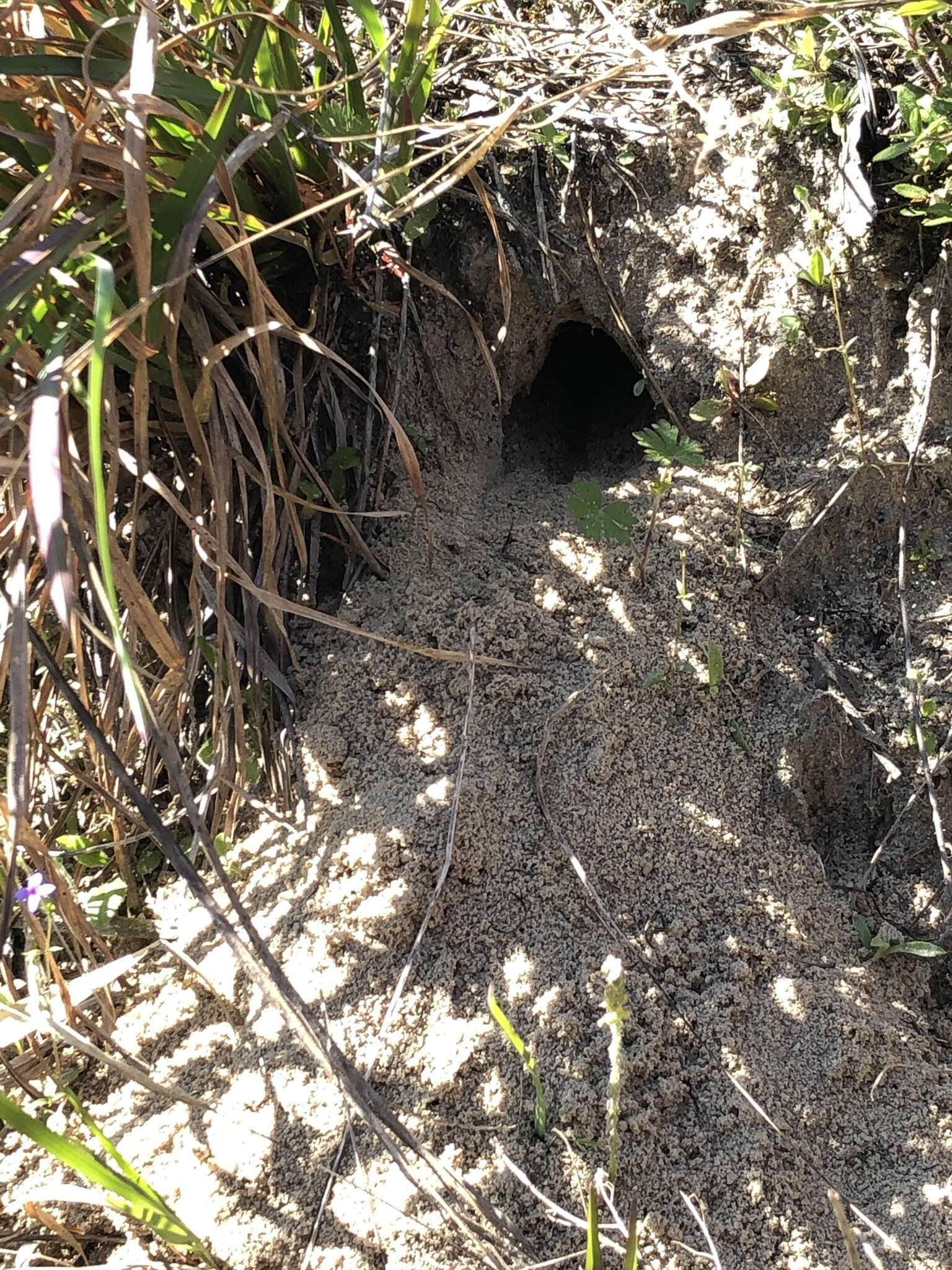 Image of Beach Mouse