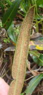 Elaphoglossum acrostichoides (Hook. & Grev.) Schelpe resmi