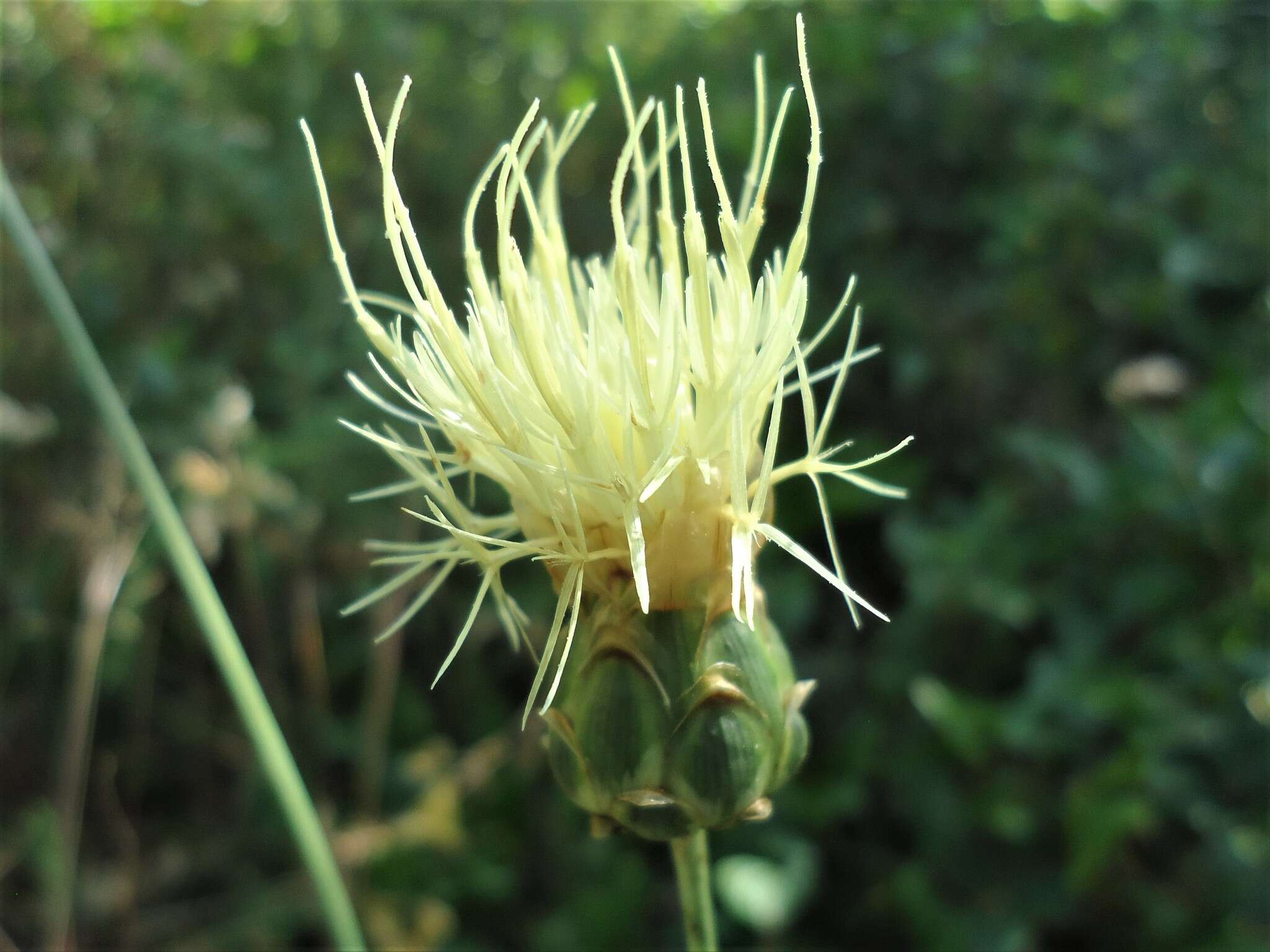 Sivun Rhaponticoides africana (Lam.) M. V. Agab. & Greuter kuva