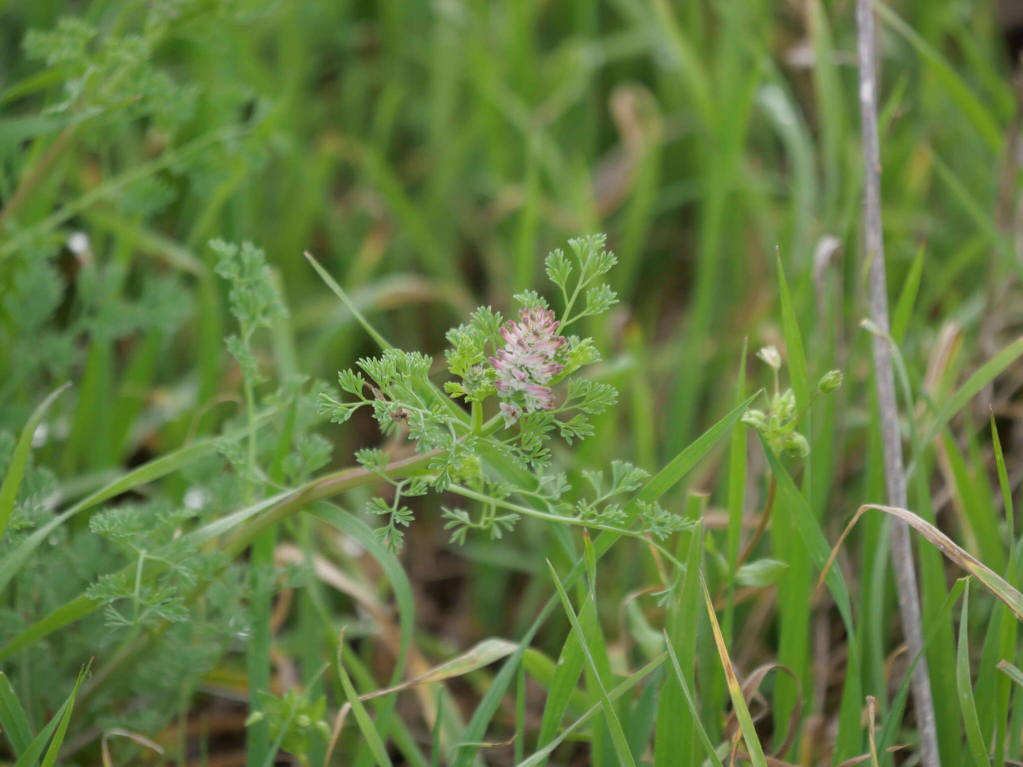 Image of Fumitory