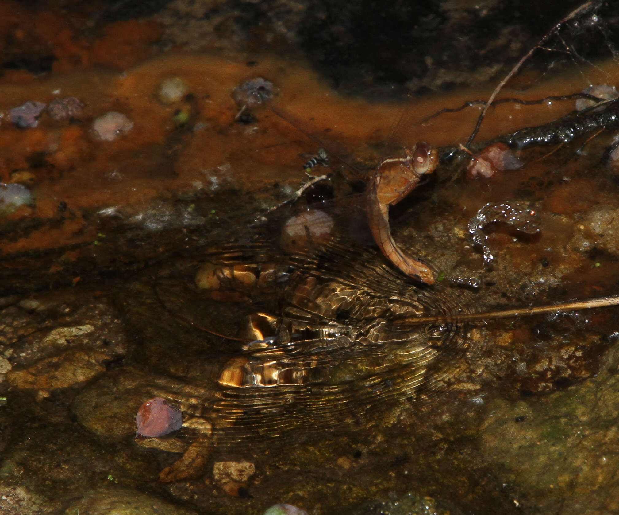 Libellula croceipennis Selys 1868 resmi