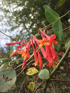 Image de Lonicera sempervirens L.