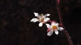 Image of Laguna Mountain alumroot