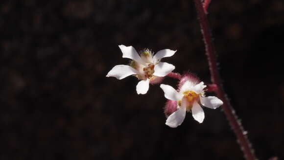 Image of Laguna Mountain alumroot