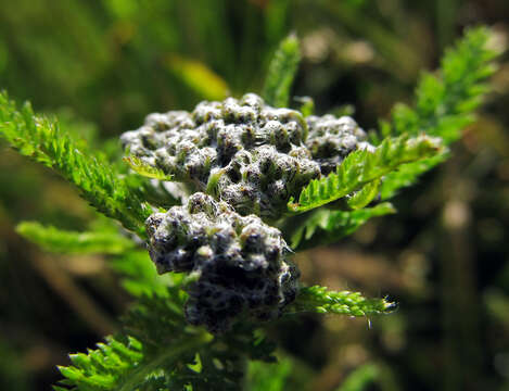 Image of common yarrow