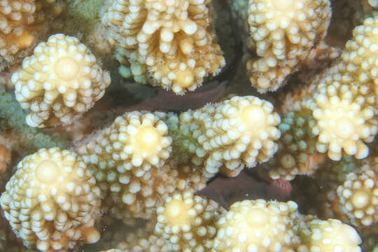 Image of Five-bar coral goby