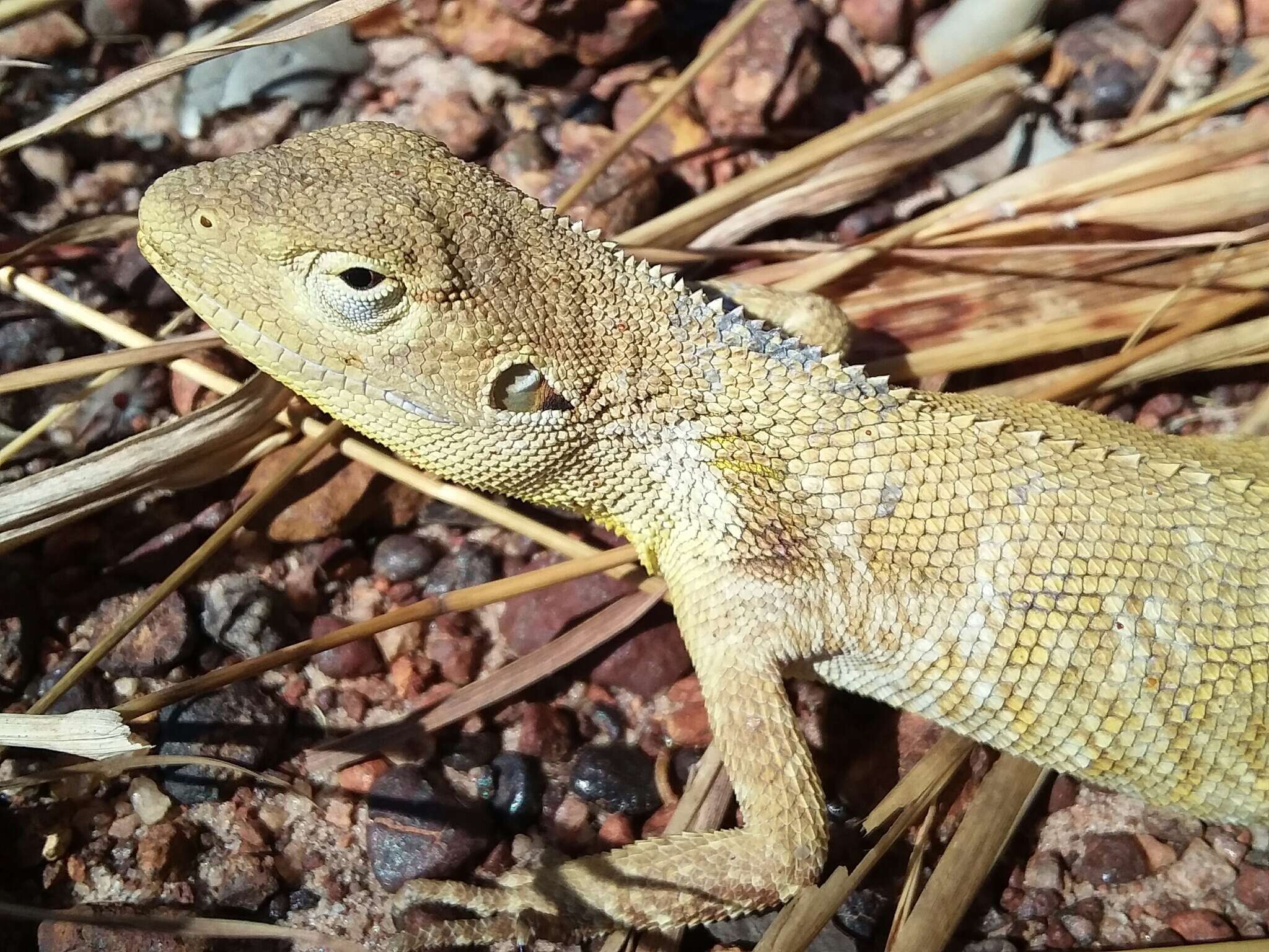 Image of Chameleon Dragon