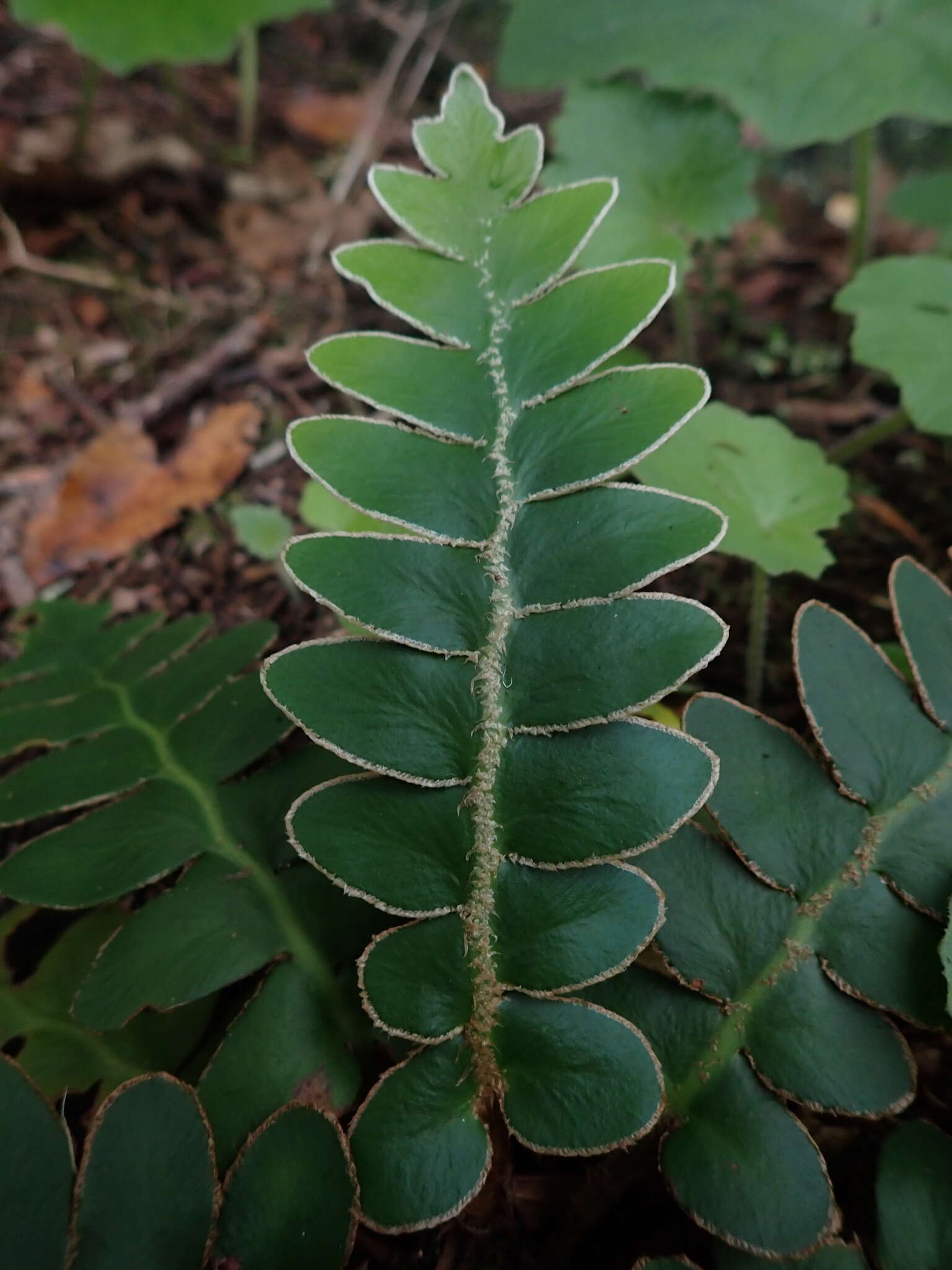 Imagem de Asplenium aureum Cav.