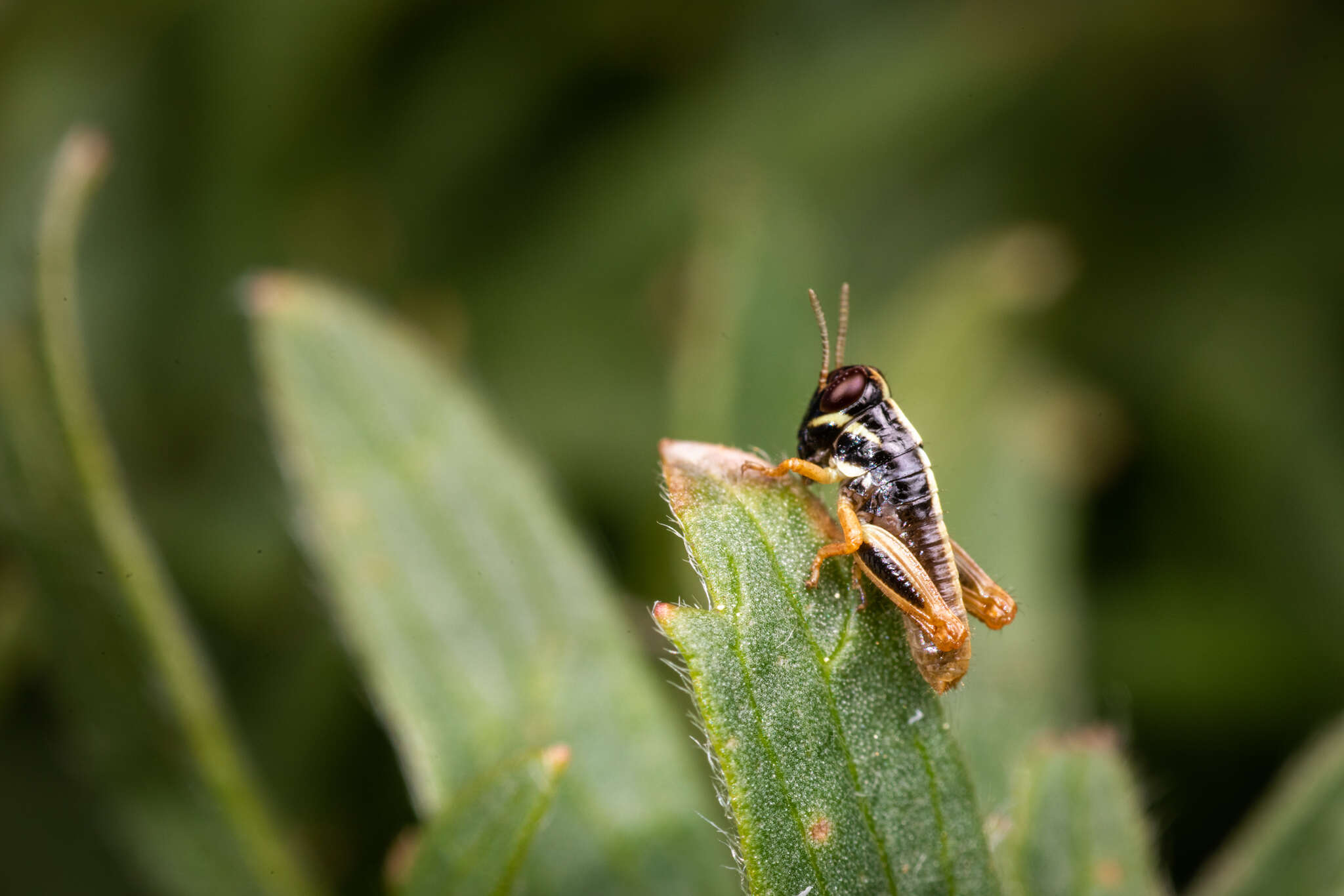 Слика од Melanoplus dawsoni (Scudder & S. H. 1875)