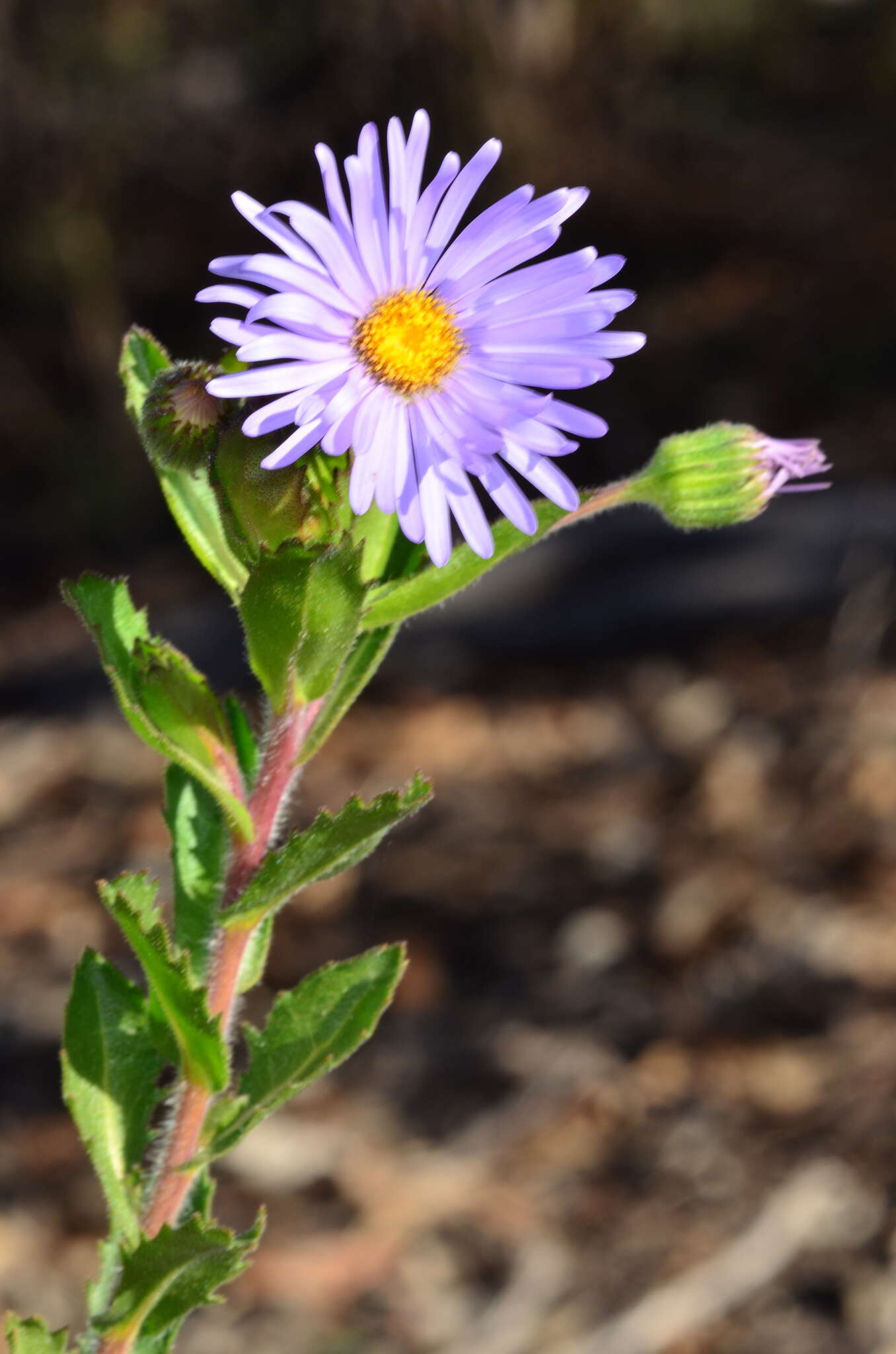 Image de Olearia rudis (Benth.) F. Müll.