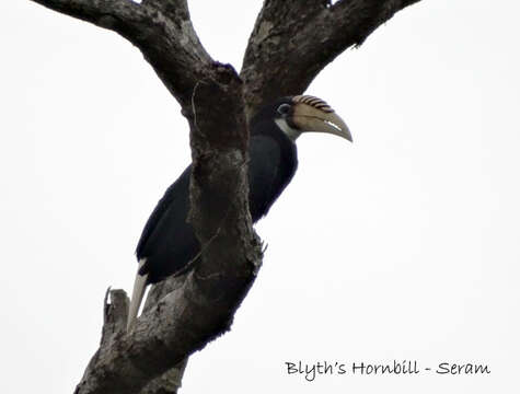 Image of Blyth's Hornbill