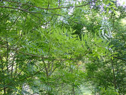 Image of Fraxinus angustifolia subsp. angustifolia