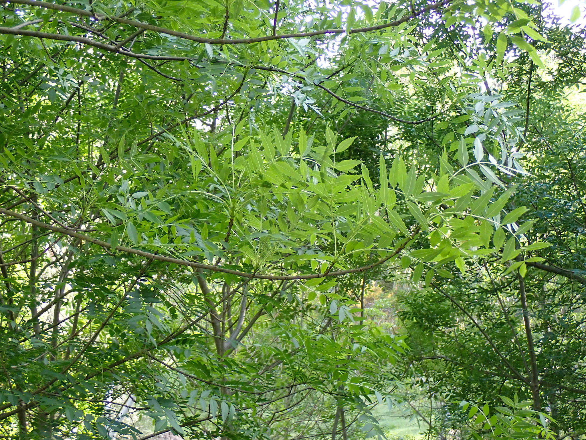 Image of Fraxinus angustifolia subsp. angustifolia