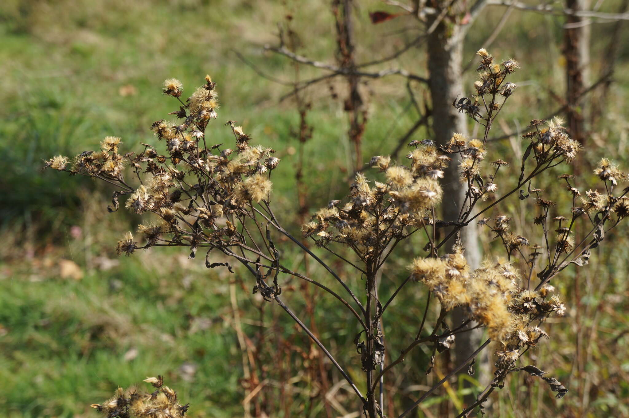 Imagem de Vernonia noveboracensis (L.) Willd.