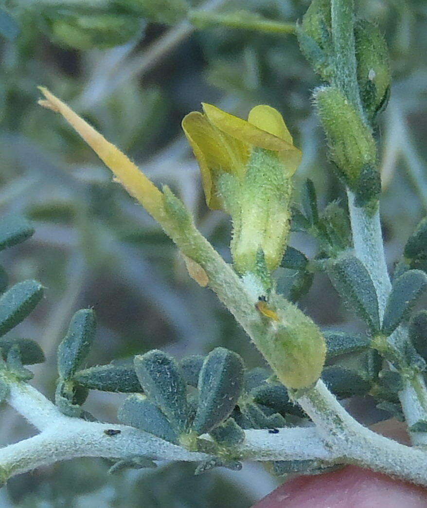 Image of Melolobium candicans (E. Mey.) Eckl. & Zeyh.