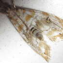 Image of Glaucocharis exsectella Christoph 1881