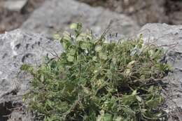 Image of eggleaf milkwort