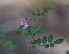 Image de Indigofera australis Willd.