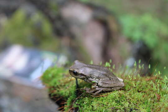 Image of northern streamside tree frog