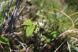 Rubus ursinus subsp. macropetalus (Dougl. ex Hook.) Taylor & Mac Bryde的圖片