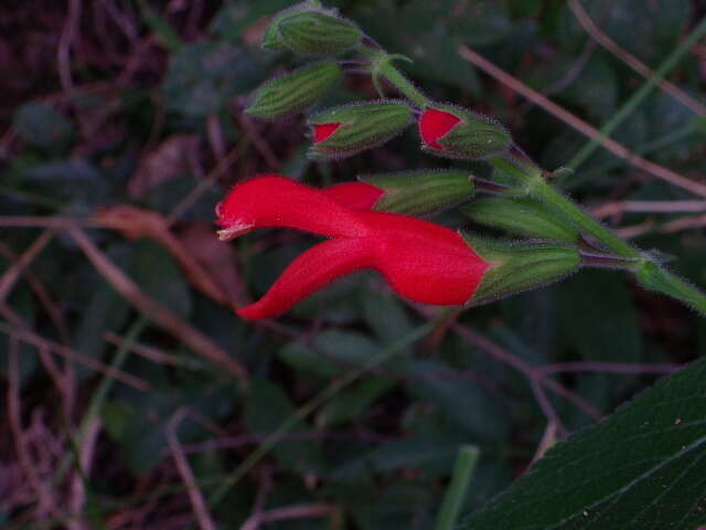 صورة Salvia grewiifolia S. Moore