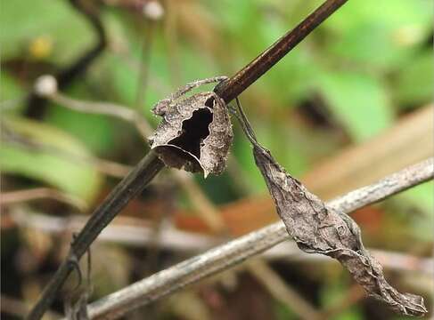 Image of Parawixia dehaani (Doleschall 1859)