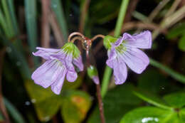 Image of Oxalis dimidiata J. D. Smith