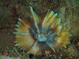 Image of Palm Lettuce Coral